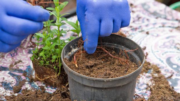 Minze vermehren Rhizome teilen und einpflanzen Garten diybook.de