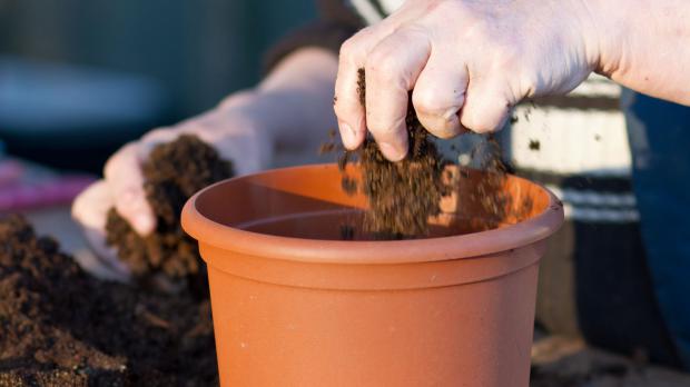 Pflanzen umtopfen - Tipps @ diybook.de