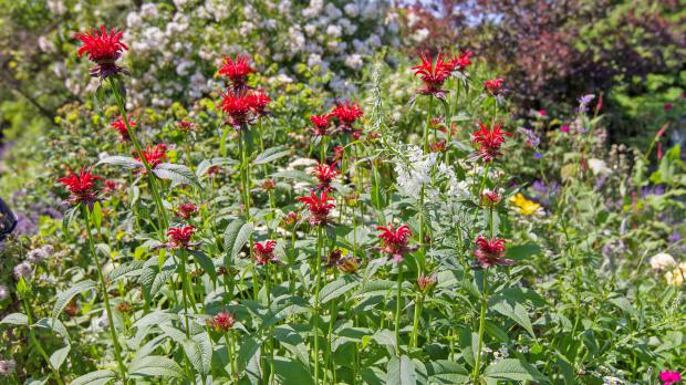 Indianernesseln im Garten