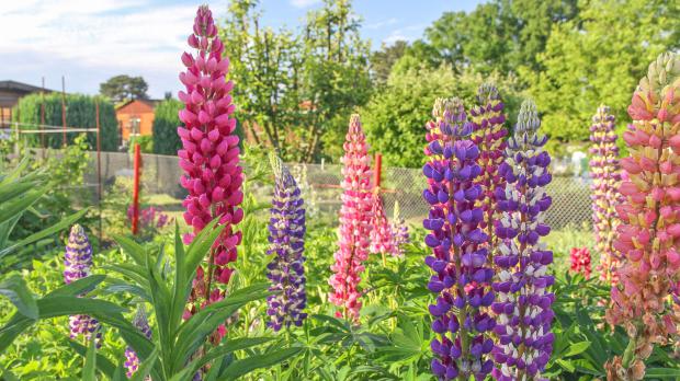 Die 10 schönsten Wildpflanzen für den Naturgarten Garten diybook.de