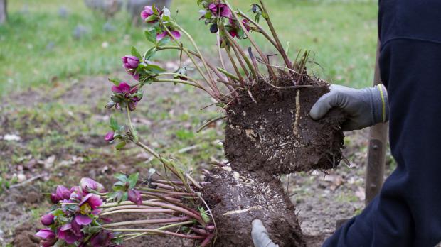 Lenzrosen teilen und verjüngen Garten diybook.de