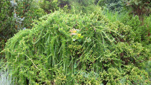 Die 10 schönsten Nadelgehölze für den Garten Garten diybook.de
