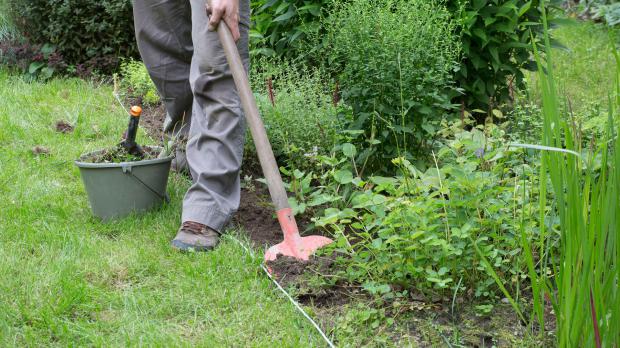 Grassoden mit Spaten unterstechen