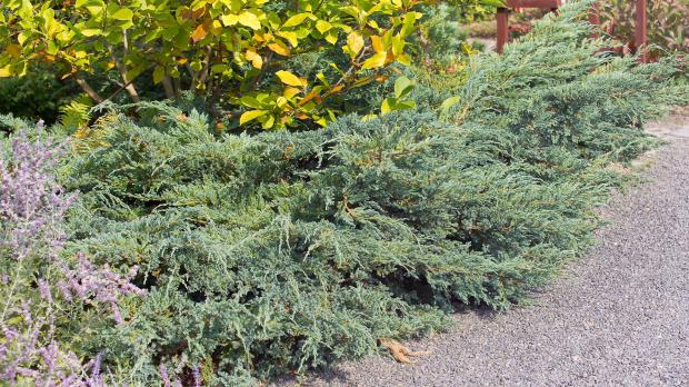 Die 10 schönsten Nadelgehölze für den Garten Garten diybook.de