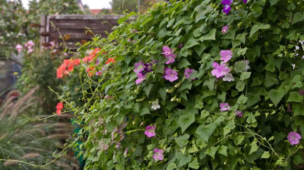 Die 10 eifrigsten Kletterpflanzen für den Garten Garten diybook.de