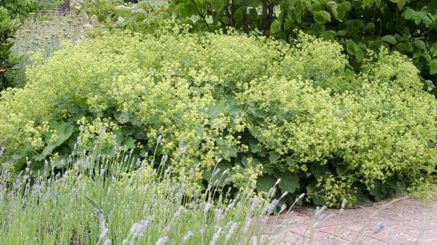Die 10 schönsten Wildpflanzen für den Naturgarten Garten diybook.de