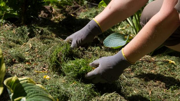 Richtige Rasenpflege: So behält der Rasen seine Pracht - Ratgeber