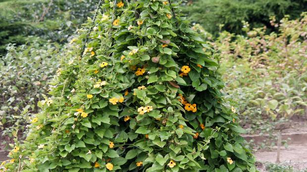Schmetterlingserbse Samen – 300 Stück, Exotische Kletterpflanze Für Hängetöpfe & Hecken, Bunt & Mehrjährig