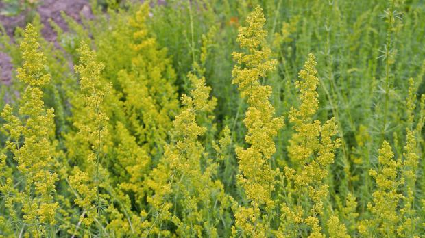60+ Wildpflanzen Für Den Garten, Welche vorteile sie für den garten
