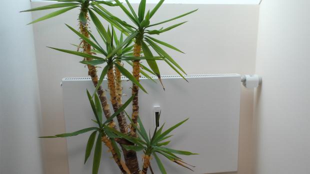 Smartes Heizkörperthermostat ist einsatzbereit