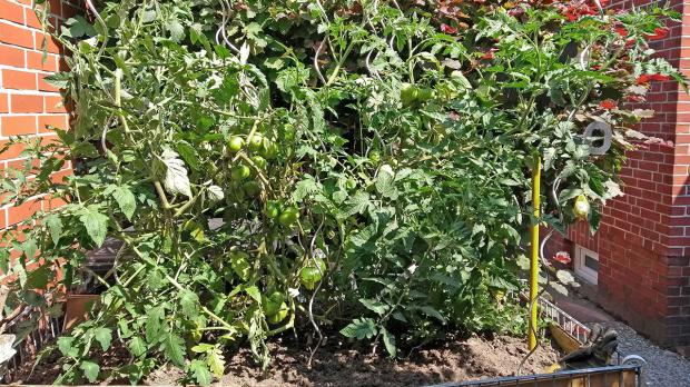 Gut gepflegte Tomatenpflanzen