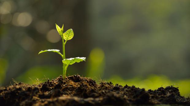 Der Gartenboden - Grundlage des Pflanzenwachstums