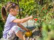 Mädchen sammelt im Garten Tomaten