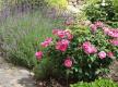 Typischer Anblick: Rosenbusch im Garten