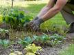 Humus selber machen auch ohne Kompost Garten diybook.de