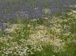 Bienenpflanze in freier Natur: die Kamille