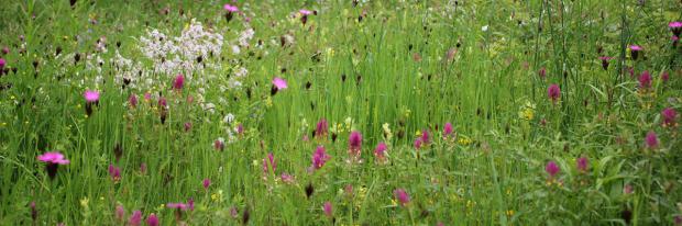 Naturlicher Insektenmagnet Bunte Blumenwiese Selber Anlegen Garten Diybook De