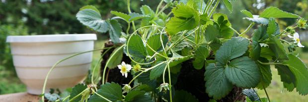 Erdbeeren neben einer leeren Blumenampel