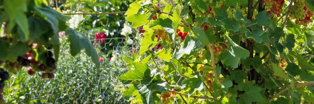 Reifende Früchte im sommerlichen Garten