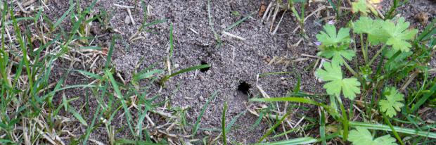 Ameisen natürlich bekämpfen - Garten @ diybook.de