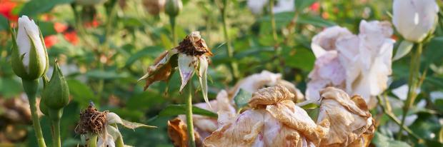 Rosenpflege im Sommer Tipps & Tricks vom Gärtner Garten und