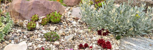 steingarten bilder pflanzen, steingarten gestalten – tipps für das eigene steinbeet - garten, Design ideen