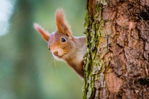 Winterfreude: Erste Hilfe für Eichhörnchen im Garten