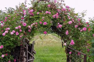 Rosenarten: Gartenrosen im Überblick