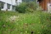 Natürlicher Insektenmagnet: Bunte Blumenwiese selber anlegen