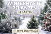 Winterharte Pflanzen im Garten: Tipps zur Pflege