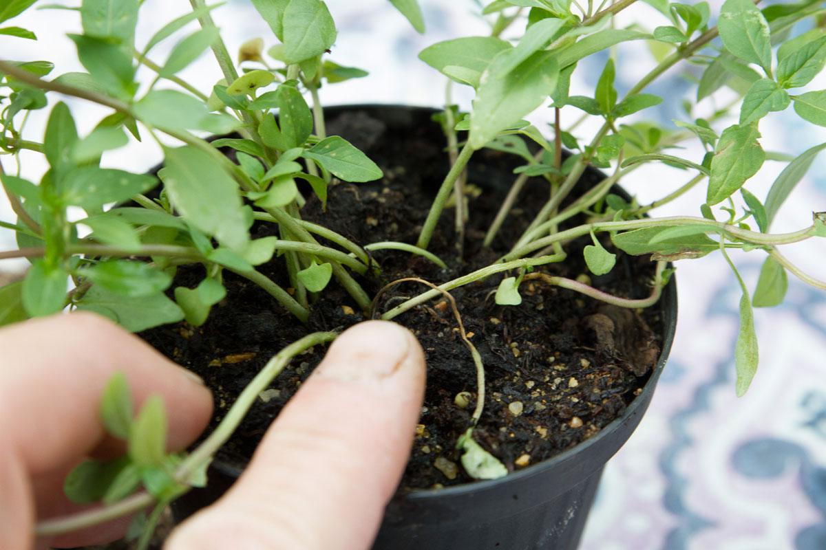 Basilikum ein? So bleiben die Kräuter lange gesund! - Garten @ diybook.de