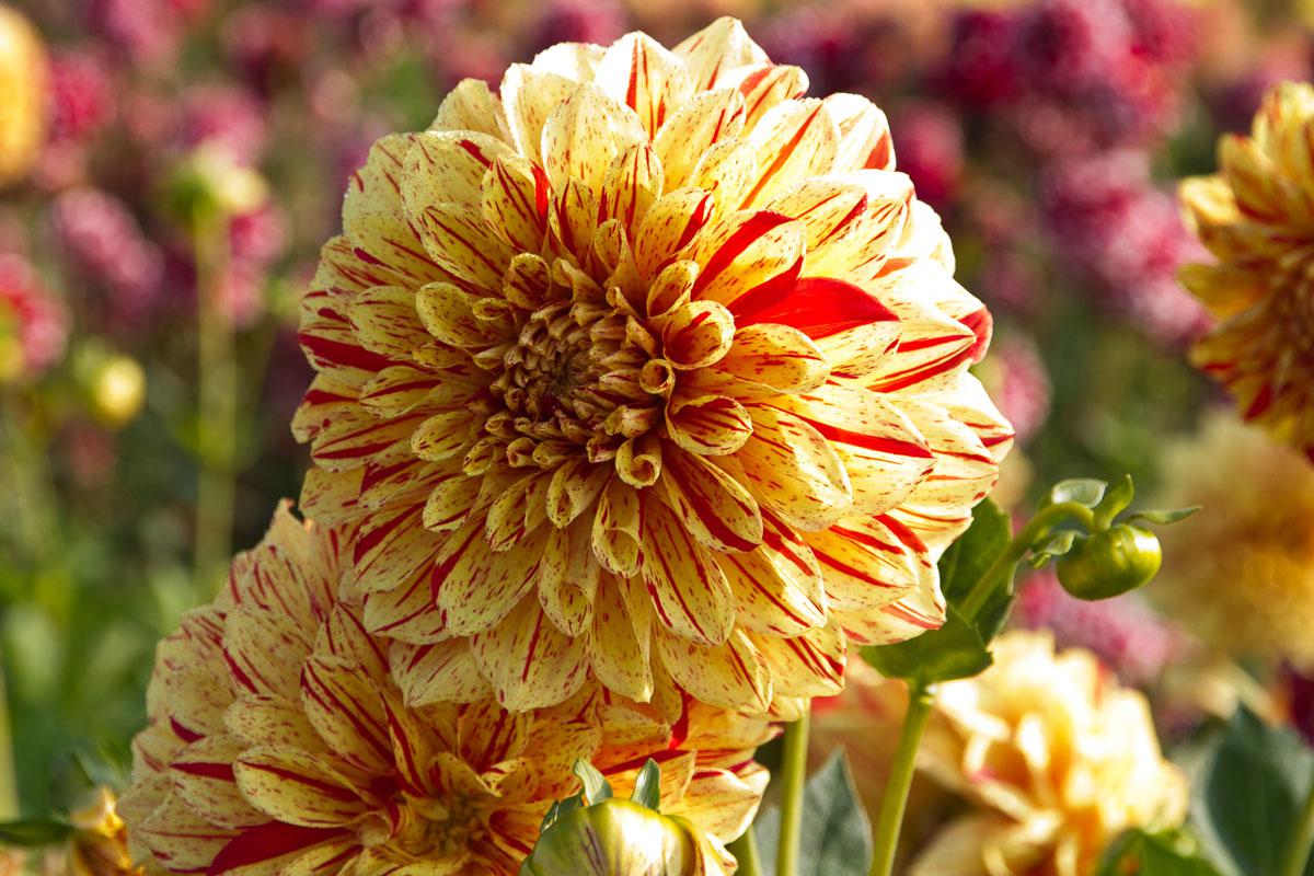 Die 9 begehrtesten Knollenpflanzen fr den Garten - Garten @ diybook.de